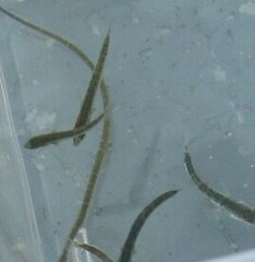 Gasterosteus aculeatus