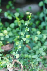 Asplenium flabellifolium