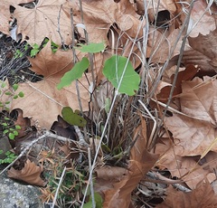 Cercis canadensis texensis