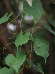 Vitis balansana