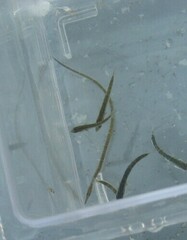 Gasterosteus aculeatus