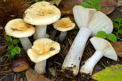 Russula atropurpurea dissidens