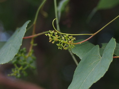 Vitis balansana