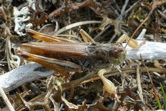 Gomphocerus sibiricus