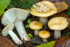 Russula atropurpurea dissidens