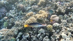 Gomphosus klunzingeri