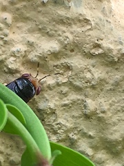 Geocoris flaviceps
