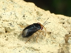 Geocoris flaviceps