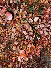 Betula occidentalis