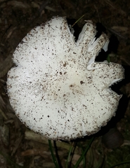 Amanita suballiacea