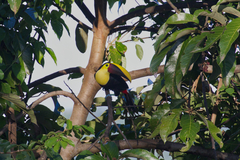 Ramphastos ambiguus