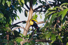 Ramphastos ambiguus