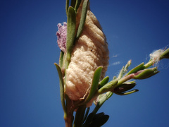 Orthodera