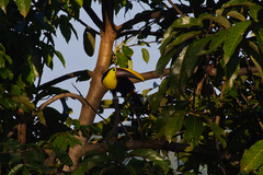 Ramphastos ambiguus
