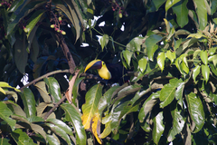 Ramphastos ambiguus