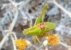 Caedicia