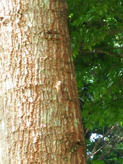 Dundubia