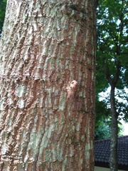 Dundubia