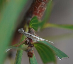 Plutella xylostella-australiana