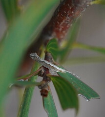 Plutella xylostella-australiana