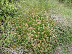 Acaena pallida