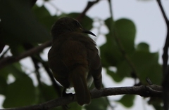 Lichmera indistincta