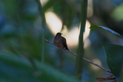 Phaethornis striigularis