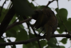 Lichmera indistincta