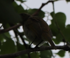 Lichmera indistincta