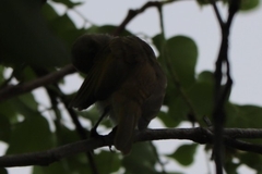 Lichmera indistincta