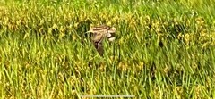 Gallinago