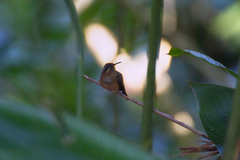 Phaethornis striigularis