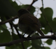 Lichmera indistincta