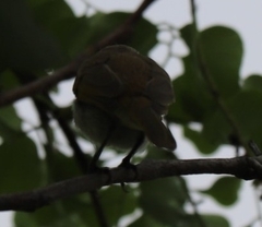 Lichmera indistincta