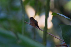 Phaethornis striigularis