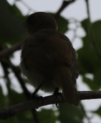 Lichmera indistincta