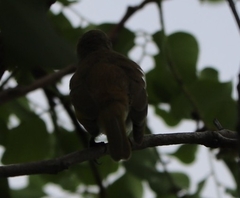 Lichmera indistincta