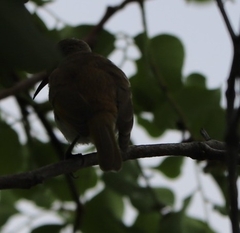 Lichmera indistincta