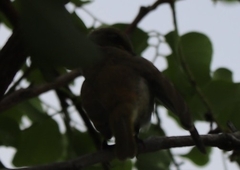 Lichmera indistincta