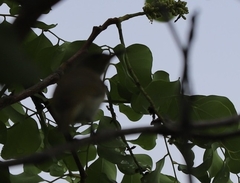 Lichmera indistincta