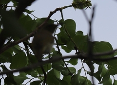 Lichmera indistincta