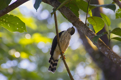 Harpagus bidentatus