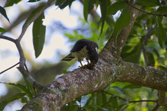 Harpagus bidentatus