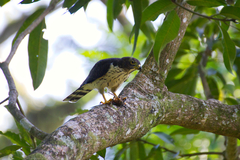 Harpagus bidentatus