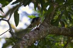 Harpagus bidentatus
