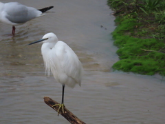 Egretta garzetta