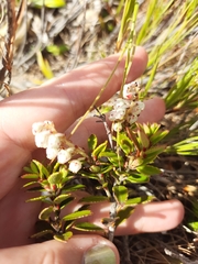 Gaultheria crassa