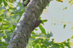 Dendrocolaptes sanctithomae