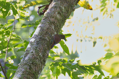 Dendrocolaptes sanctithomae