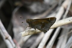 Cymaenes odilia